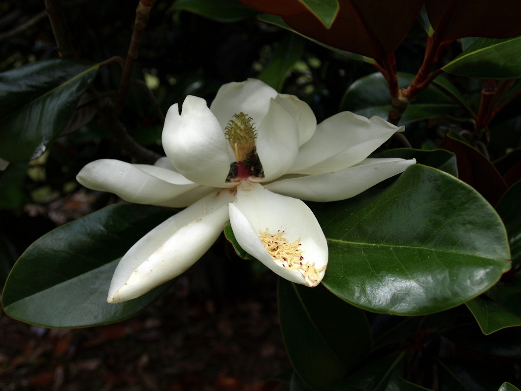 Flower of the Southern Magnolia the Mississippi State Tree Flower of the Southern Magnolia the Mississippi State Tree