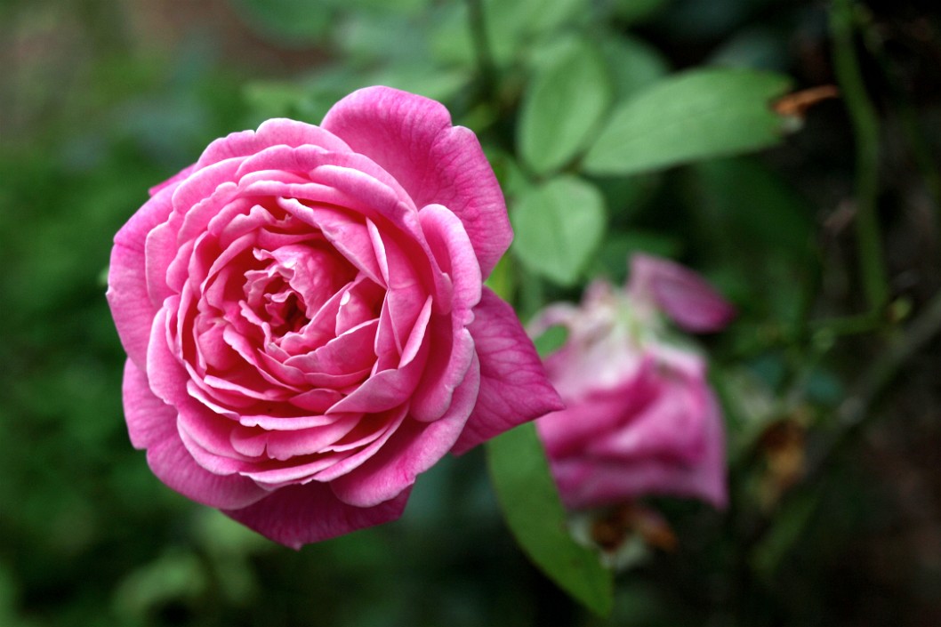 Hermosa Rose Hermosa Rose