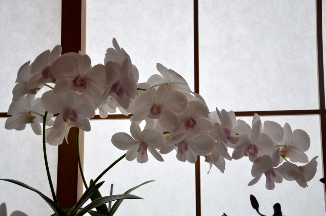 Ghostly White Blushing Dendrobium Ghostly White Blushing Dendrobium
