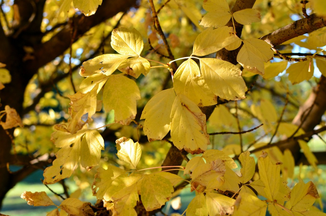 Mass of Yellow Leaves Mass of Yellow Leaves