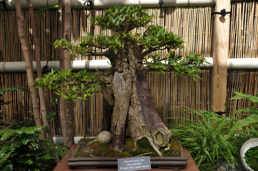 Willow-Leaf Fig 50 Years Old With 5 Years of Training Willow-Leaf Fig 50 Years Old With 5 Years of Training