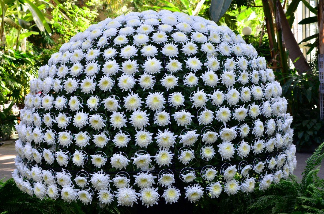 Expertly Done 1000 Bloom Chrysanthemum Expertly Done 1000 Bloom Chrysanthemum