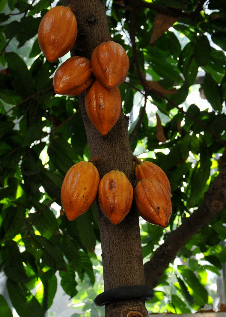 Cacao Beans of the Chocolate Tree Cacao Beans of the Chocolate Tree