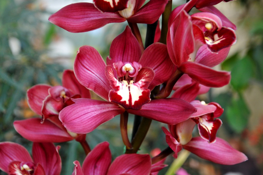 Red Beauty Evening Star Orchid Red Beauty Evening Star Orchid