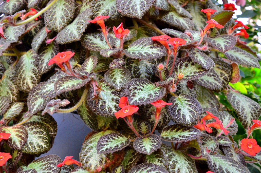 Blooms on the Chocolate Soldier Episcia Blooms on the Chocolate Soldier Episcia