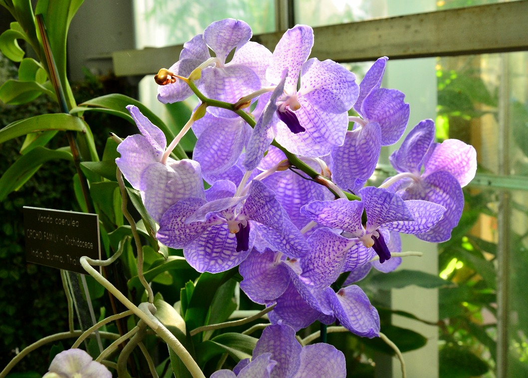Gentle Colors of the Vanda Coerulea Orchids Gentle Colors of the Vanda Coerulea Orchids