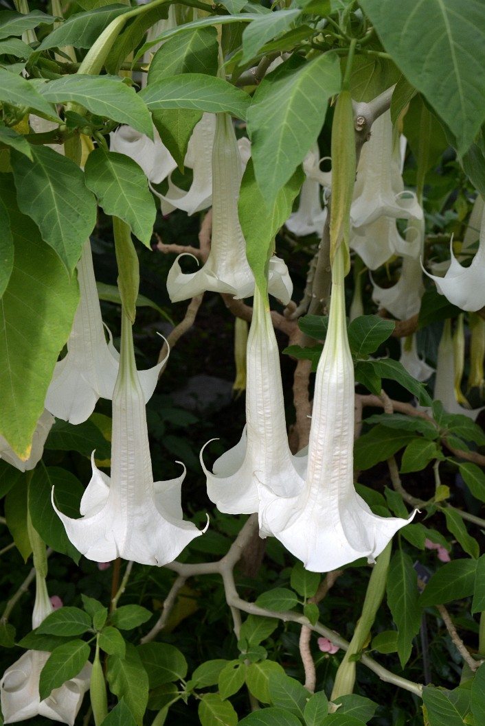 Hanging White Flowers of the Happy Tree Hanging White Flowers of the Happy Tree
