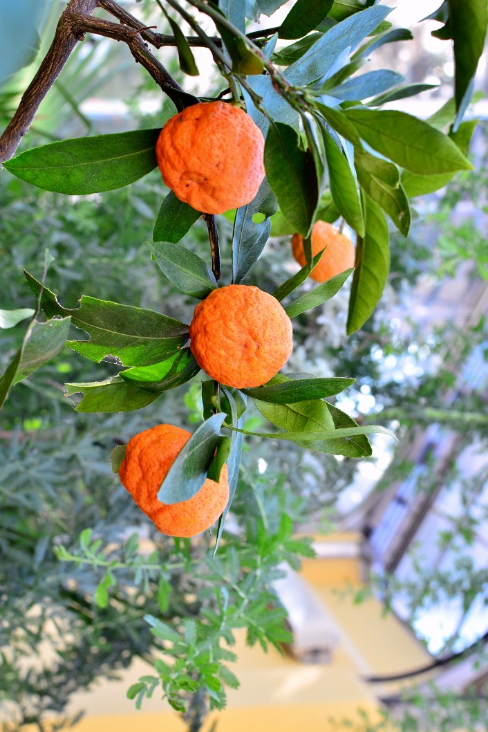 Mandarin Oranges Mandarin Oranges