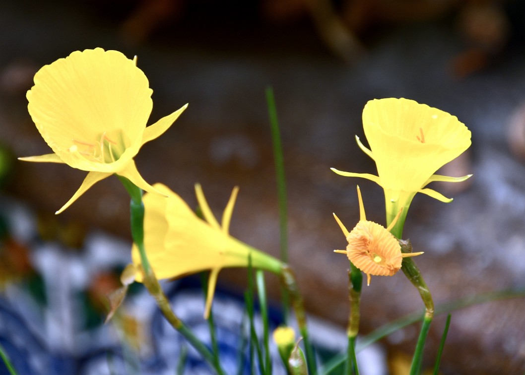 Yellow Petticoat Daffodils