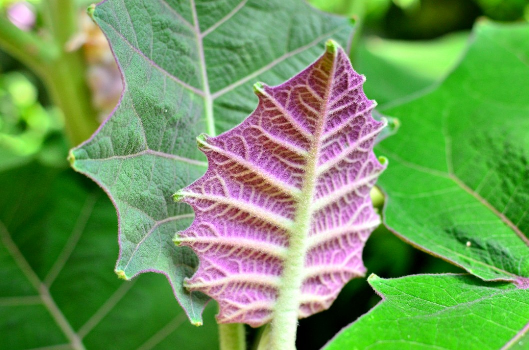 Fuzzy Purple Leaf of the Naranjilla Fuzzy Purple Leaf of the Naranjilla