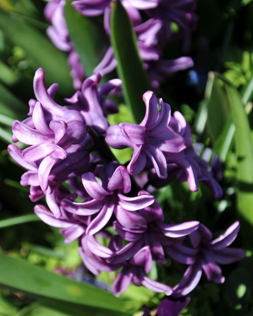 Purple Hyacinth Purple Hyacinth