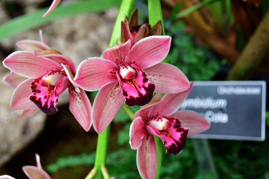 Cherry Cola Orchids