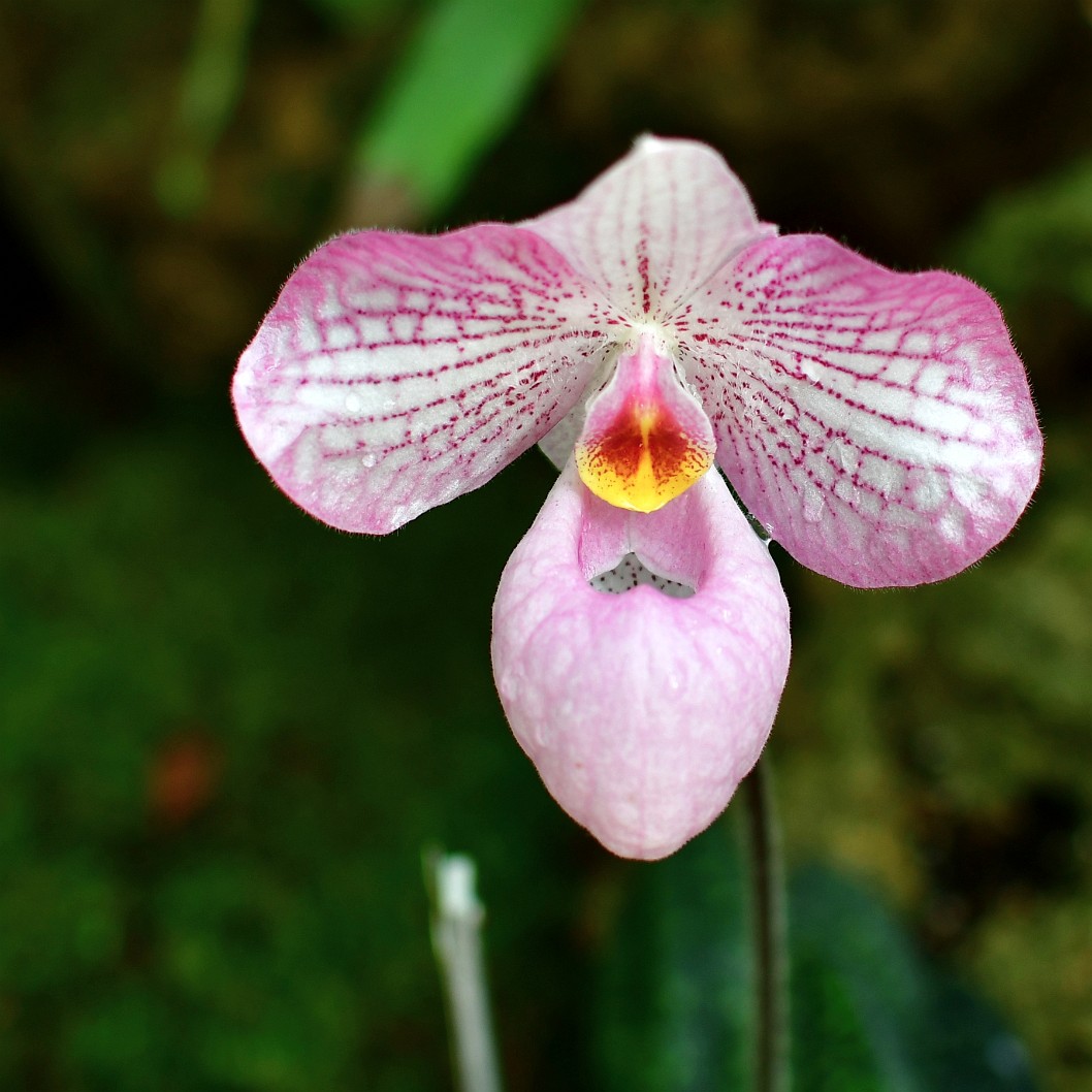 Magic Lantern Orchid