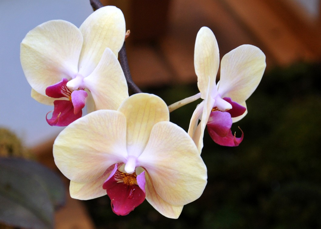 Phalaenopsis Hybrid in Cream and Purple Phalaenopsis Hybrid in Cream and Purple