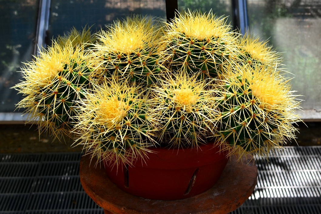 Golden Barrel Cactus in a Pot Golden Barrel Cactus in a Pot