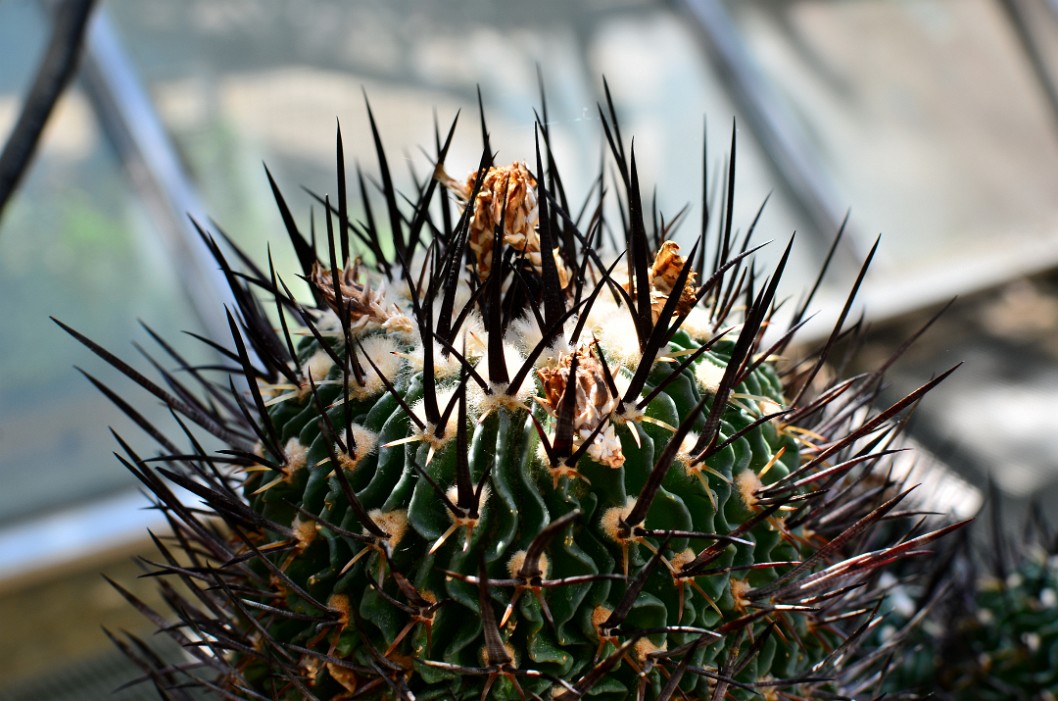 Very Spiky Brain Cactus Very Spiky Brain Cactus