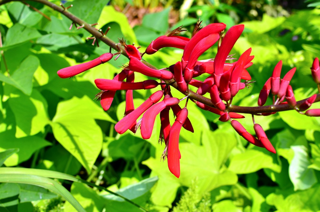 Brilliant Red Flowers of the Coral Bean Tree Brilliant Red Flowers of the Coral Bean Tree