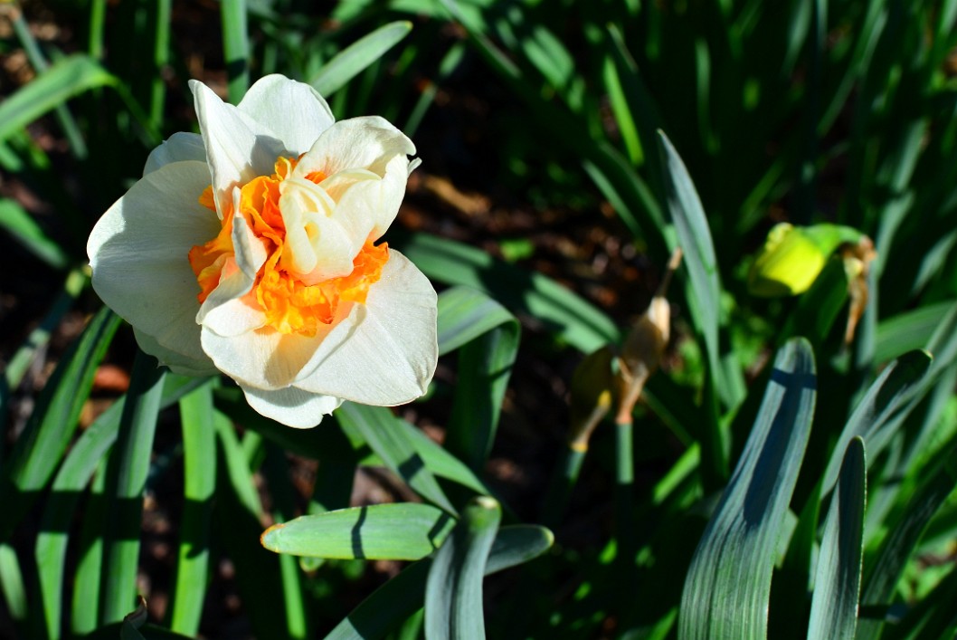 Multi-Layered Daffodil Multi-Layered Daffodil