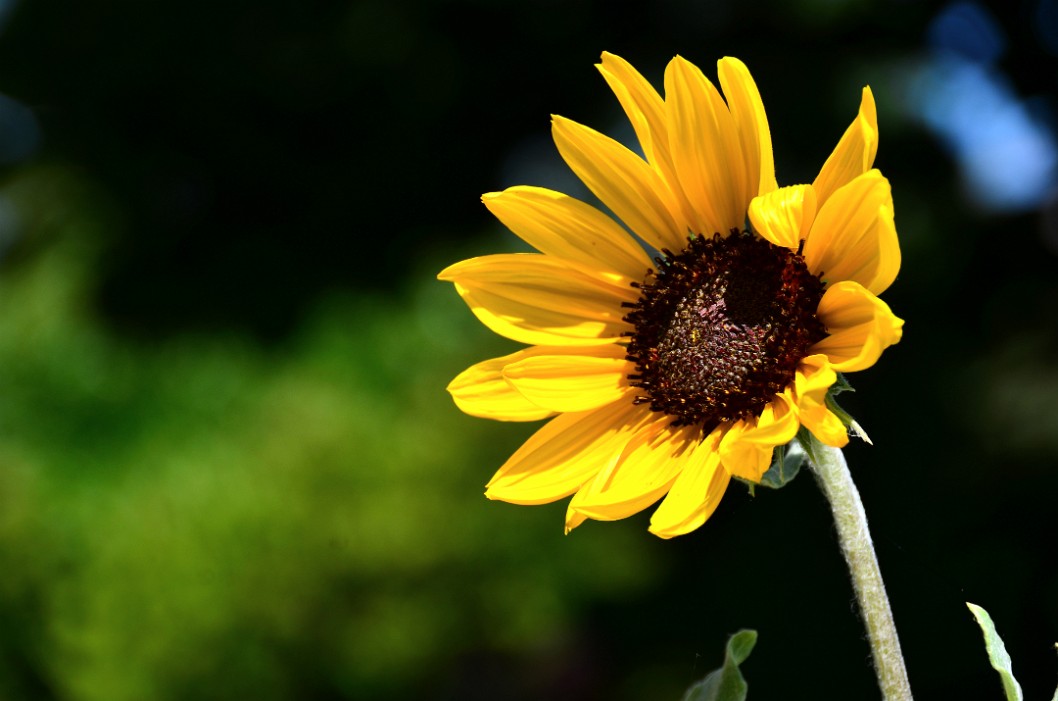 Wistful Sunflower Wistful Sunflower