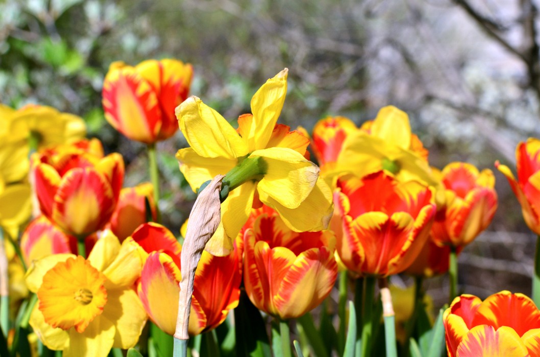 Fading Daffodil Among Flaming Tulips Fading Daffodil Among Flaming Tulips