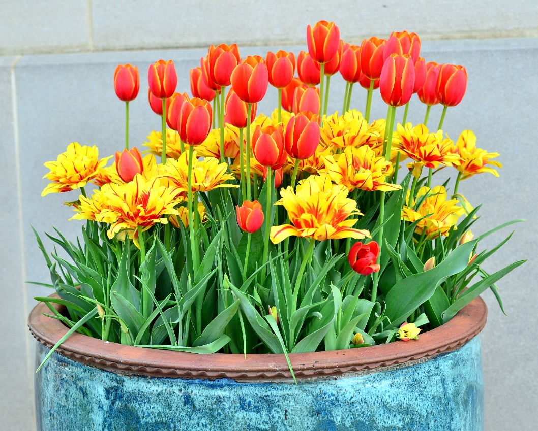 Pot of Firery Tulips Pot of Firery Tulips