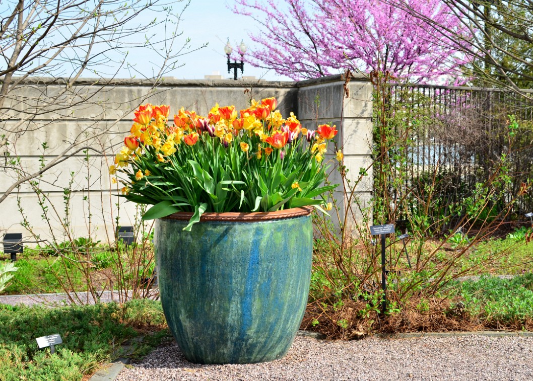 Tulip Pot Adding Color Tulip Pot Adding Color
