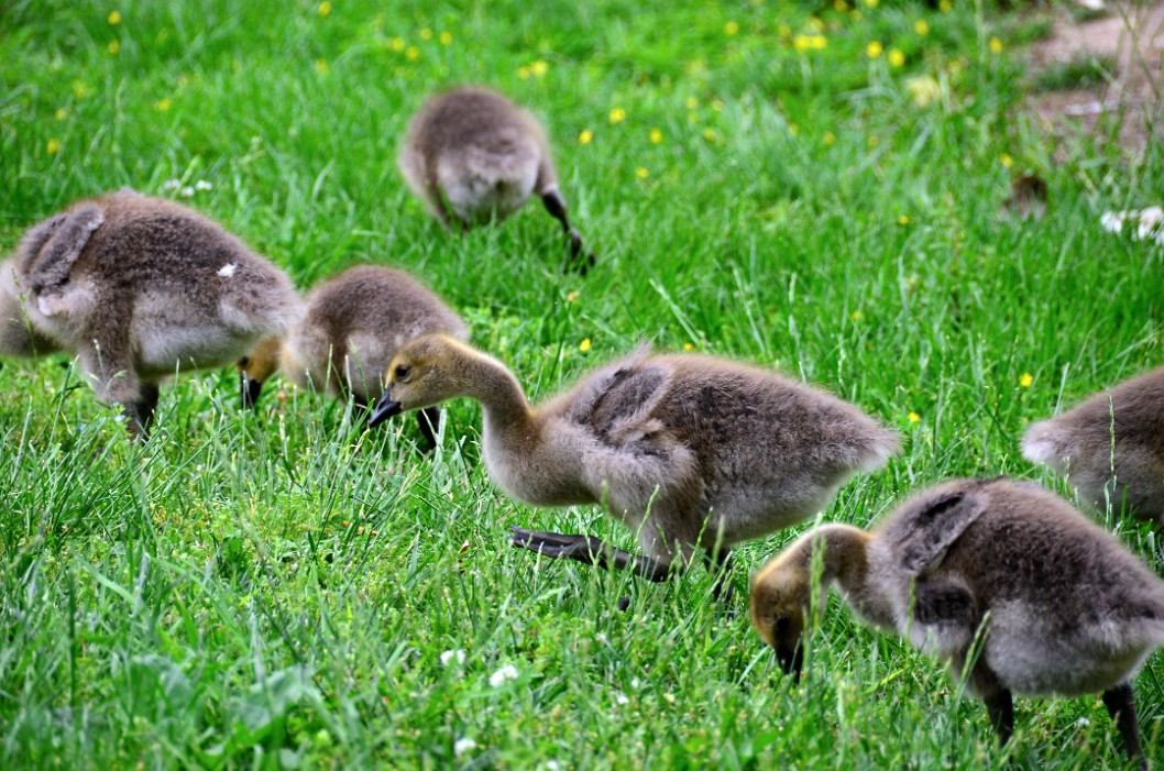 Fuzzy Goslings Fuzzy Goslings